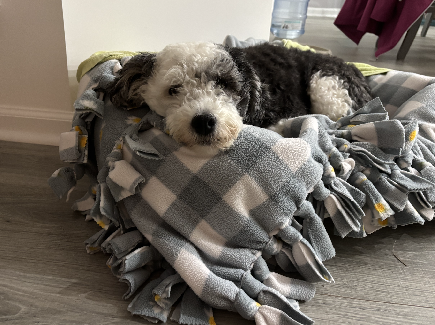 dog-molly
